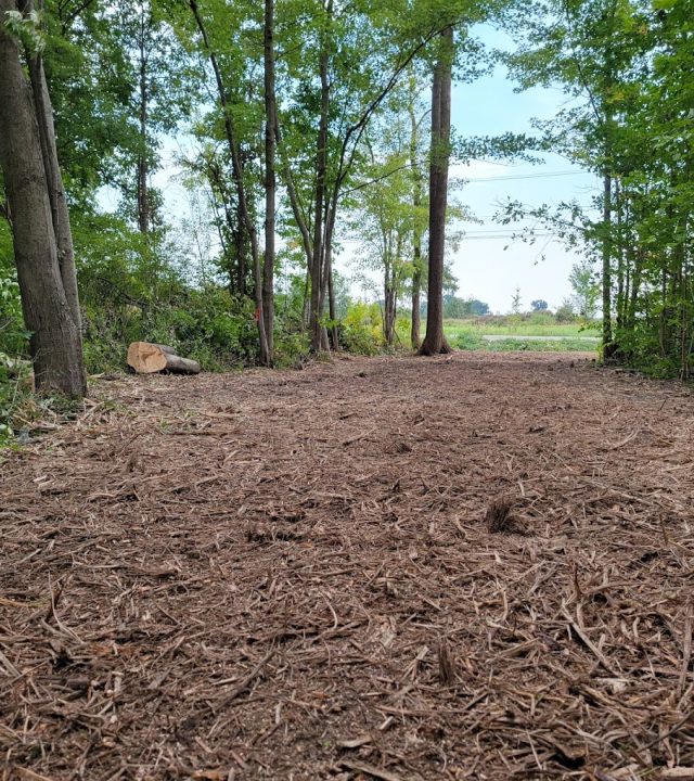 Reliable forestry mulching services near me in Southeastern Michigan, by God’s Country Land Services.