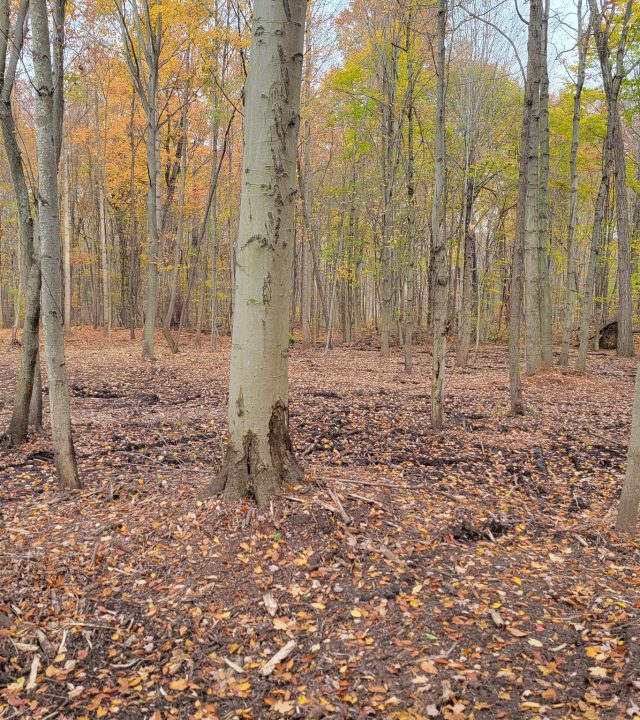 Reliable land clearing services near me in Southeastern Michigan, by God’s Country Land Services.